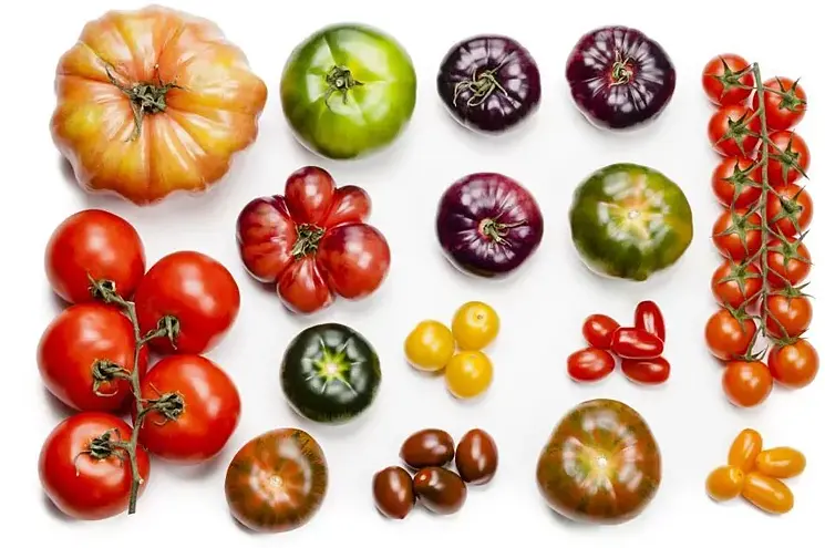 mejora el crecimiento de tus tomateras con humus de lombriz