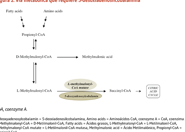 consecuencias de tener niveles elevados de acido folico